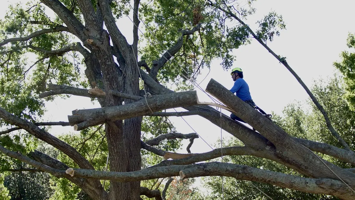 Professional Hazardous Tree Removal performed by certified arborists in Ellicottville