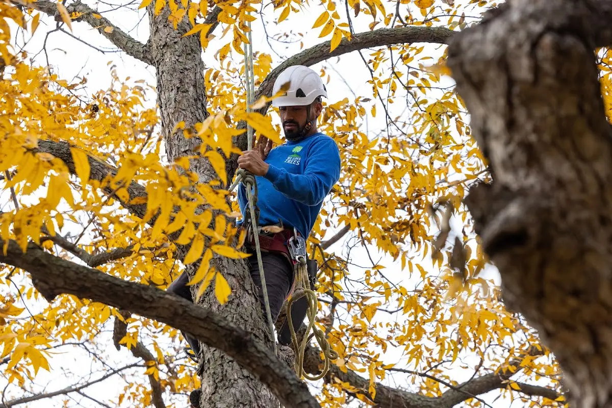 Skilled Tree Pruning crew working in Ellicottville